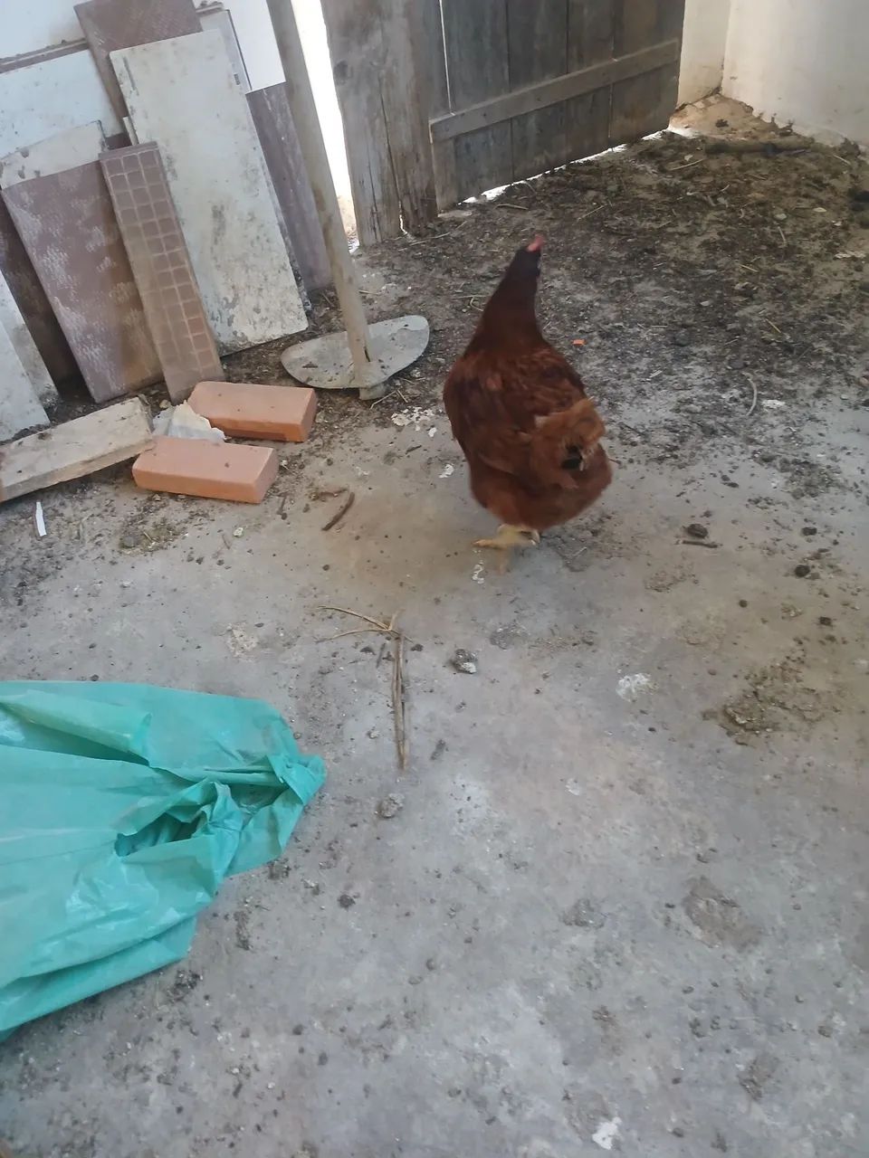 Galos Islan red com Embrapa - Foto 2