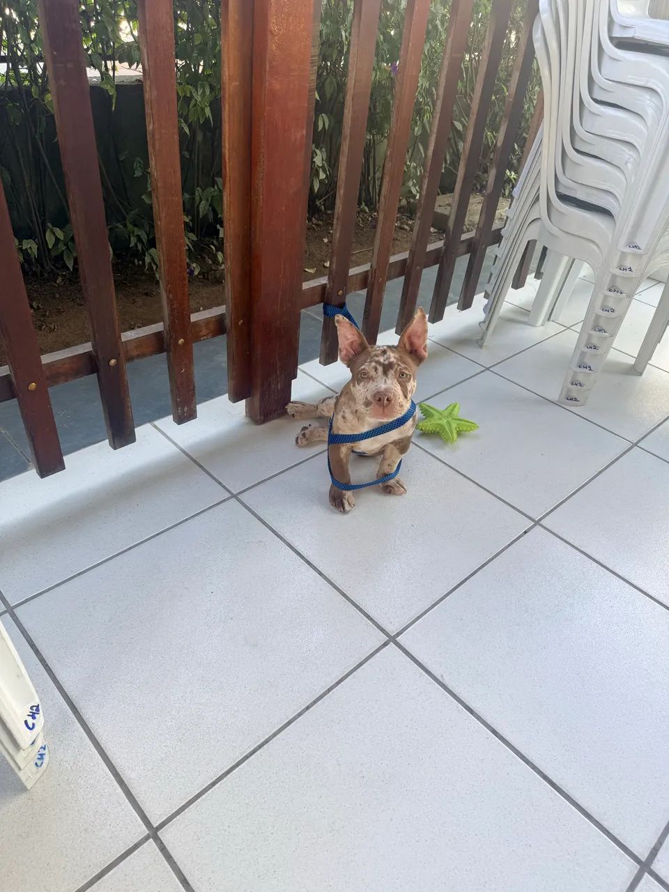 American bully micro 