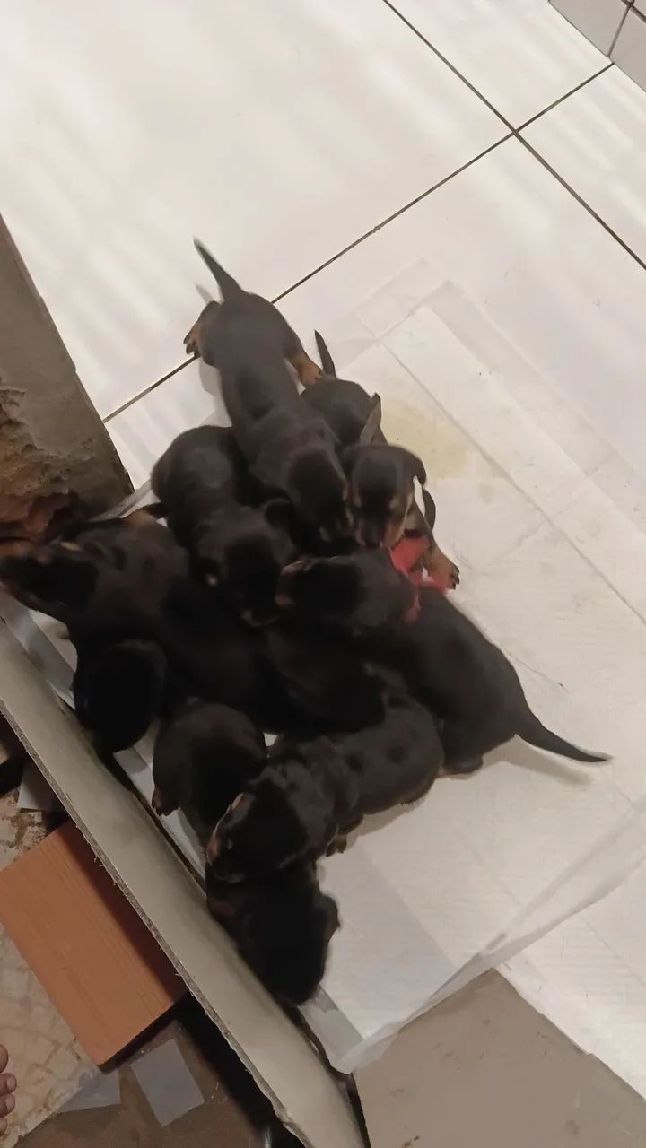 Cachorro  - Foto 4