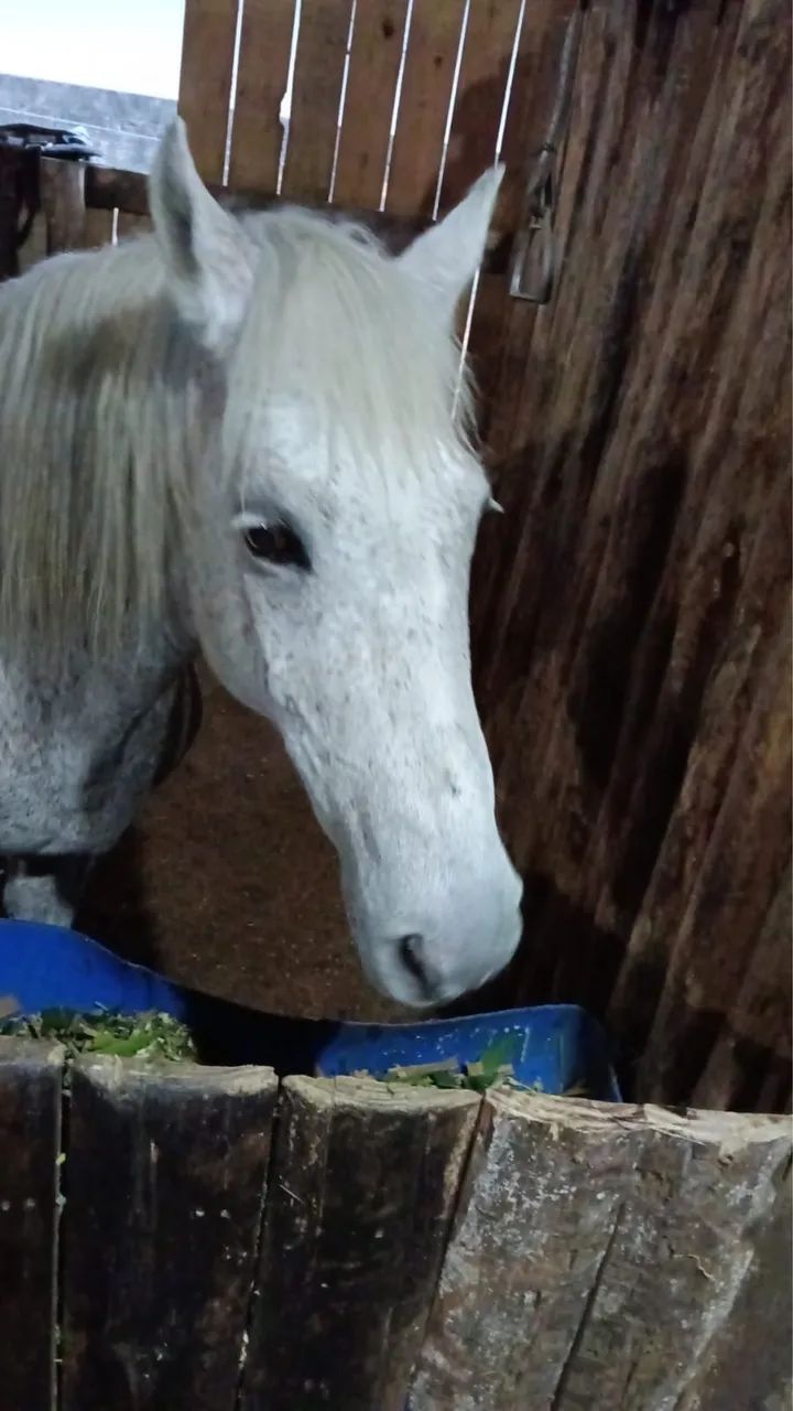 Cavalo disponível 