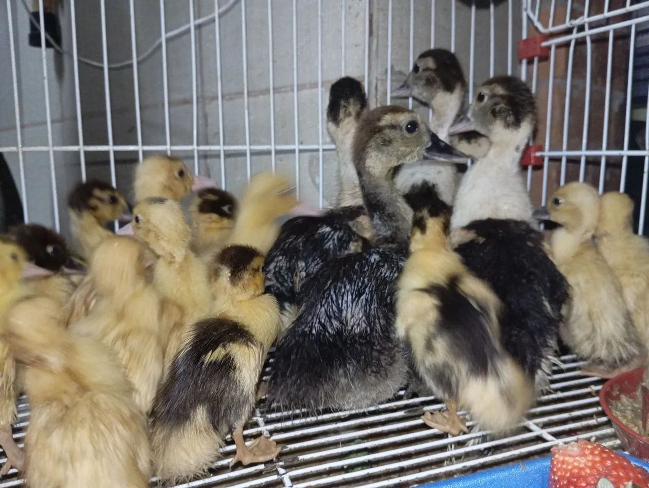 Patos - Foto 4