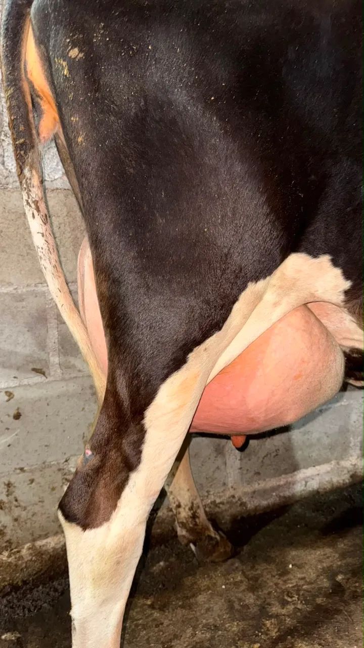 VACA E BEZERRA - Foto 2