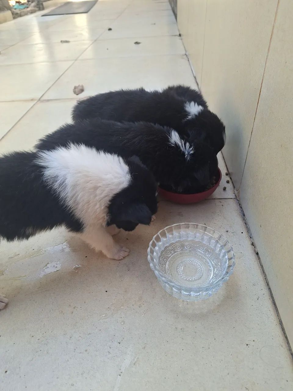 Border collie macho - Foto 3