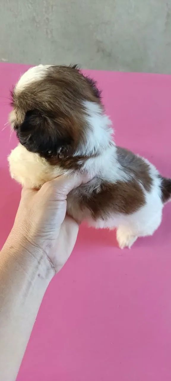 Vendo Shitzu macho ? - Foto 3