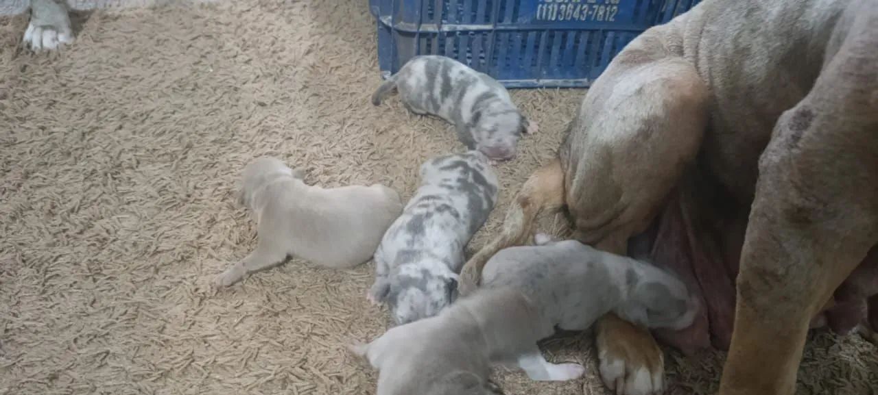 Filhotes pitmonter  - Foto 6