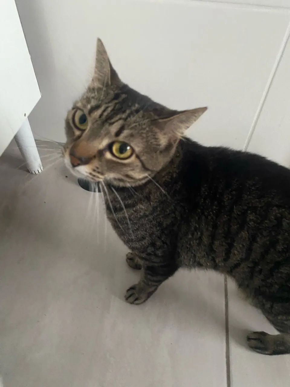 Adoção responsável  - Foto 2