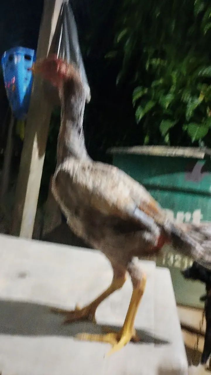 Galo e galinha de raça  - Foto 4