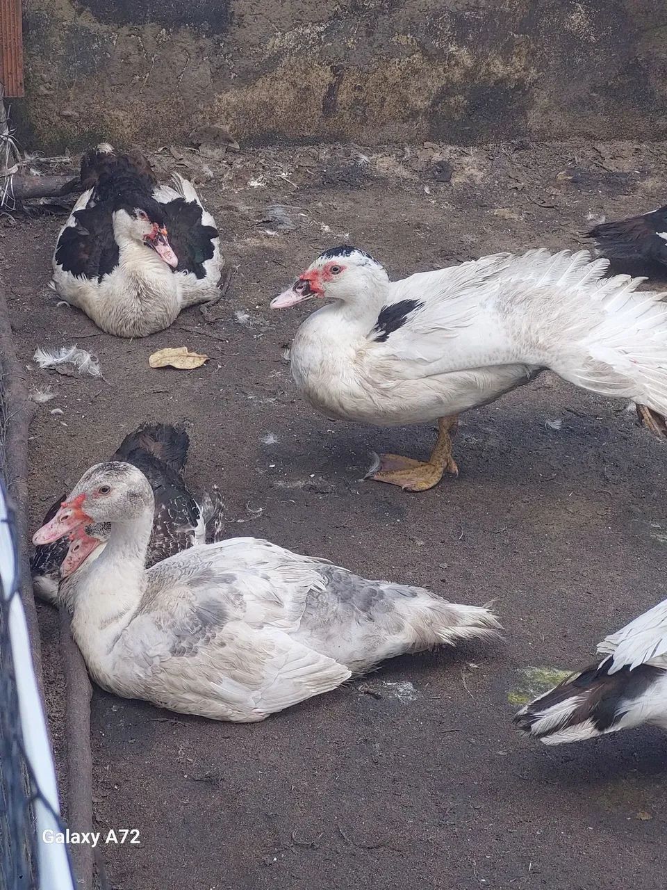 Patos para engorda  - Foto 5