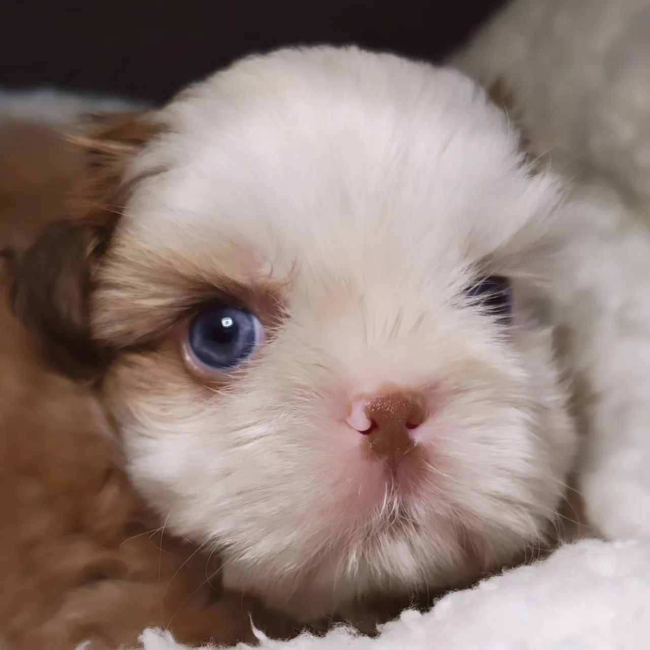Shihtzu macho  - Foto 3