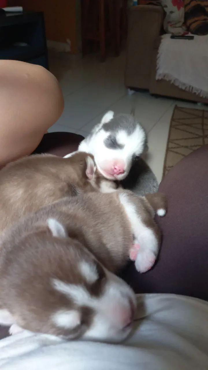 Filhotes de Husky Siberiano - Foto 3