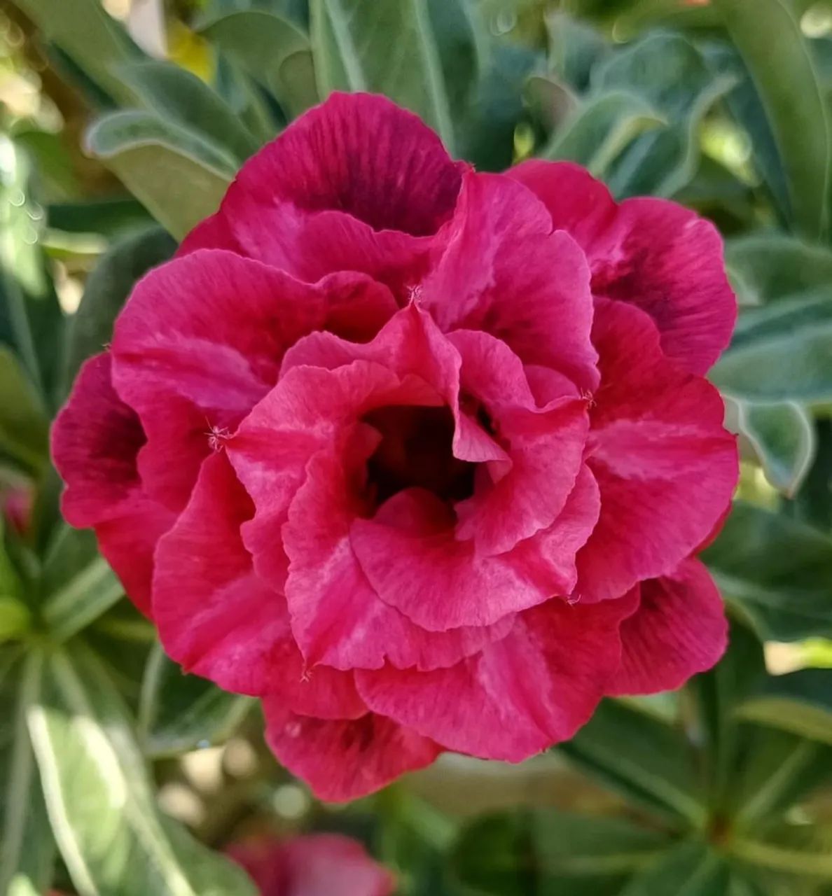 Rosa do deserto gigante e perfumada  - Foto 2