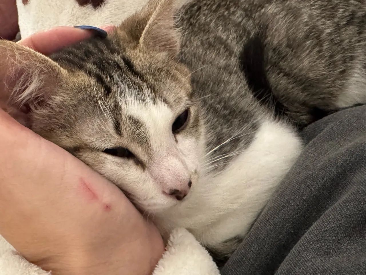 Gatinho  - Foto 2