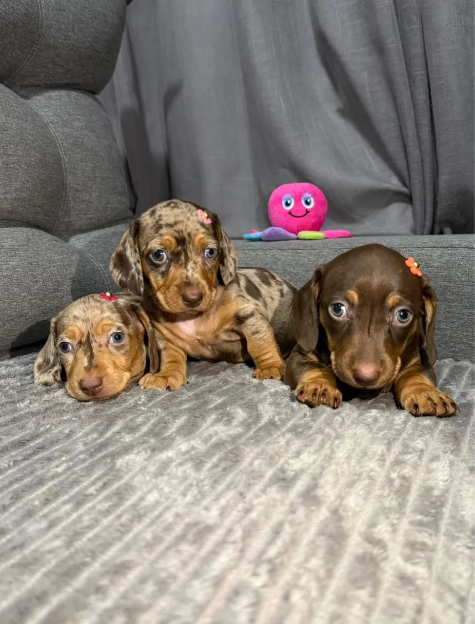 DACHSHUND CHOCOLATE - Foto 5
