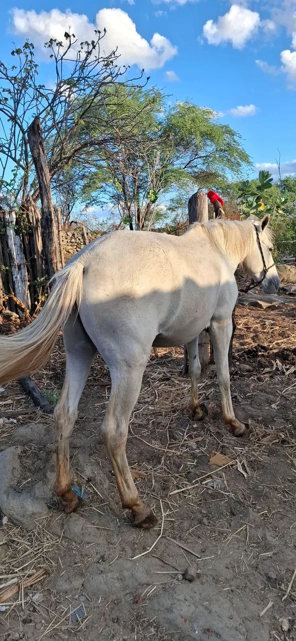 Cavalo - Foto 3