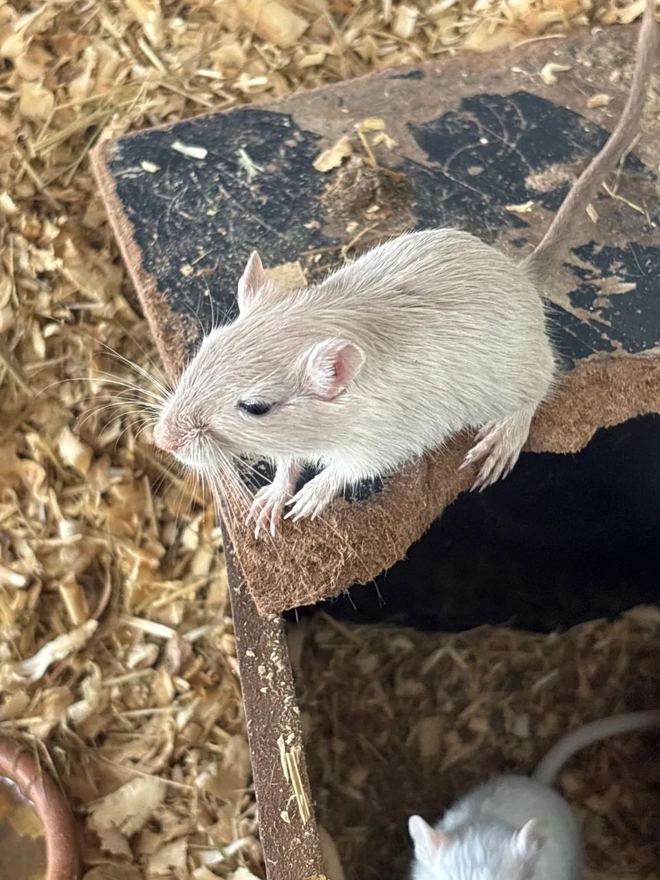 Esquilos da Mongólia/gerbil 65578340382467123