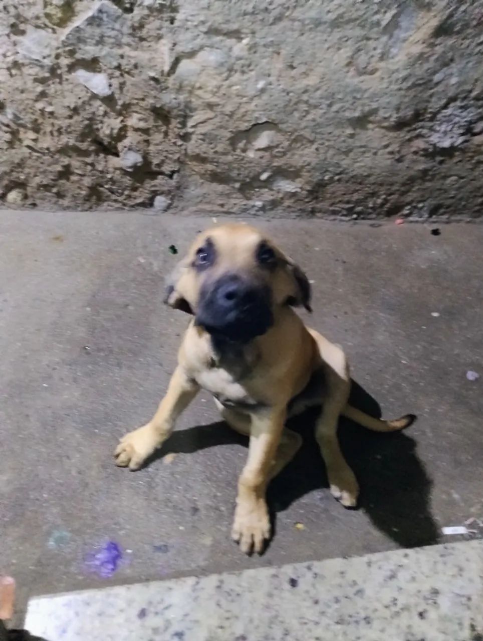Fila brasileiro  - Foto 2