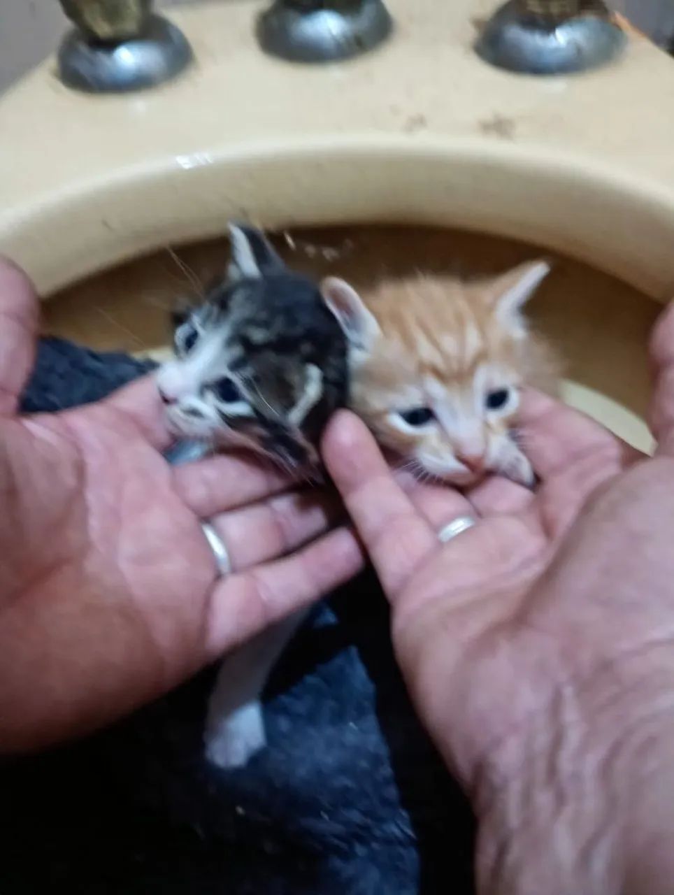 3 gatos machos e 1 fêmea (ver descrição completa) - Foto 5