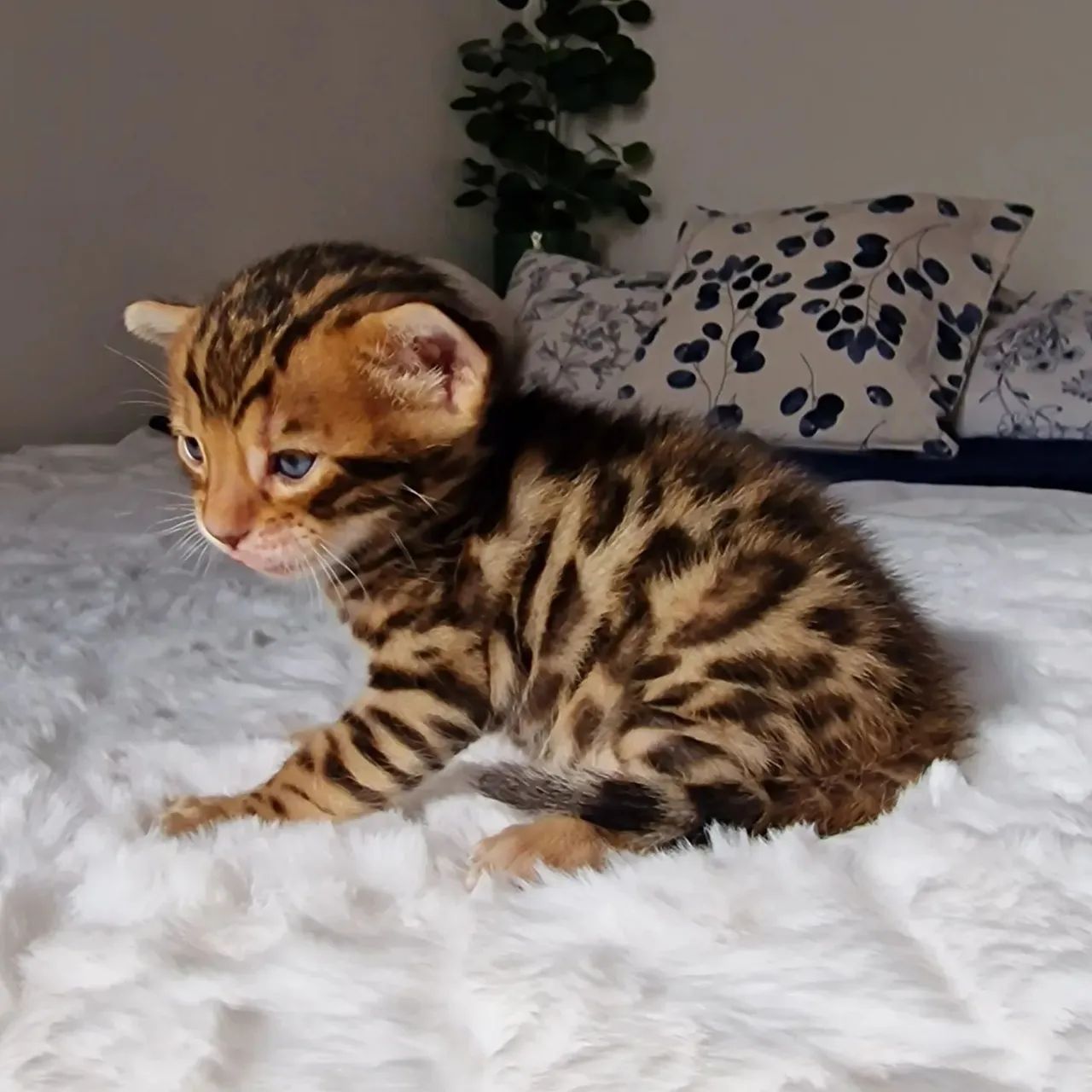 Bengal Cat - FILHOTES  - Foto 5