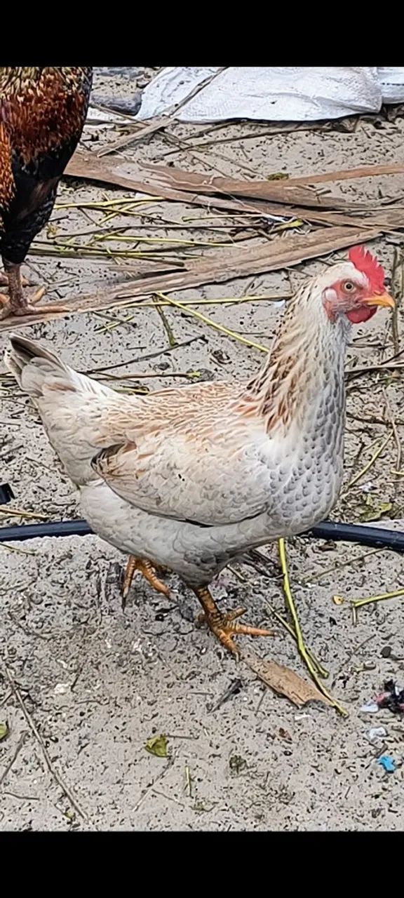 Galos, galinhas e franguinhas - Foto 2