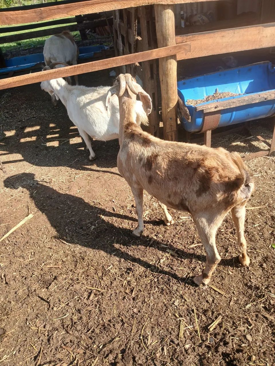 Vendo 2 cabras e um bode Reprodutor preço a combinar  - Foto 2