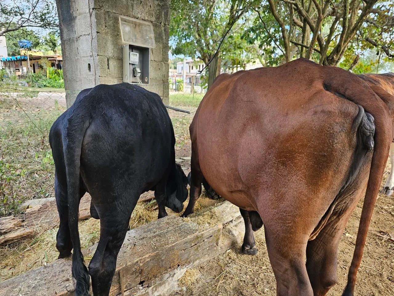 Vendo vacas ?  - Foto 6