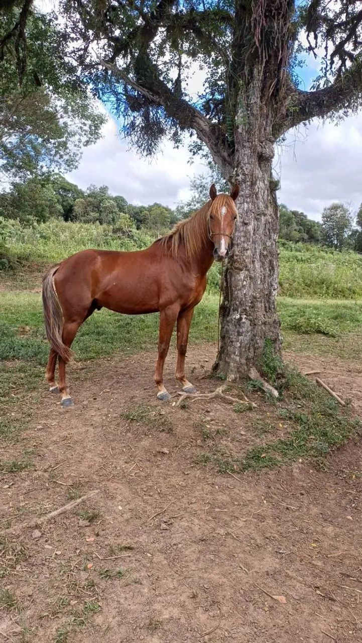 Cavalo Quarto de milha a venda  - Foto 3