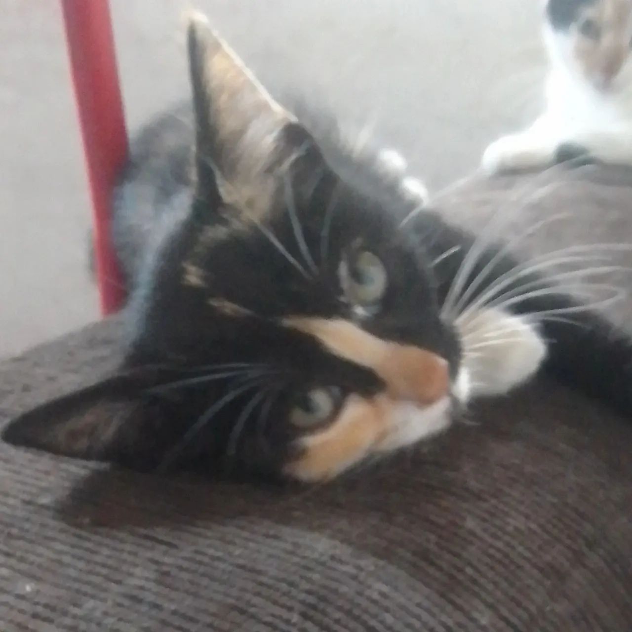 GATINHA CASTRADA PARA ADOÇÃO RESPONSÁVEL  - Foto 2