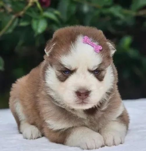 Husky Siberiano filhote  - Foto 3