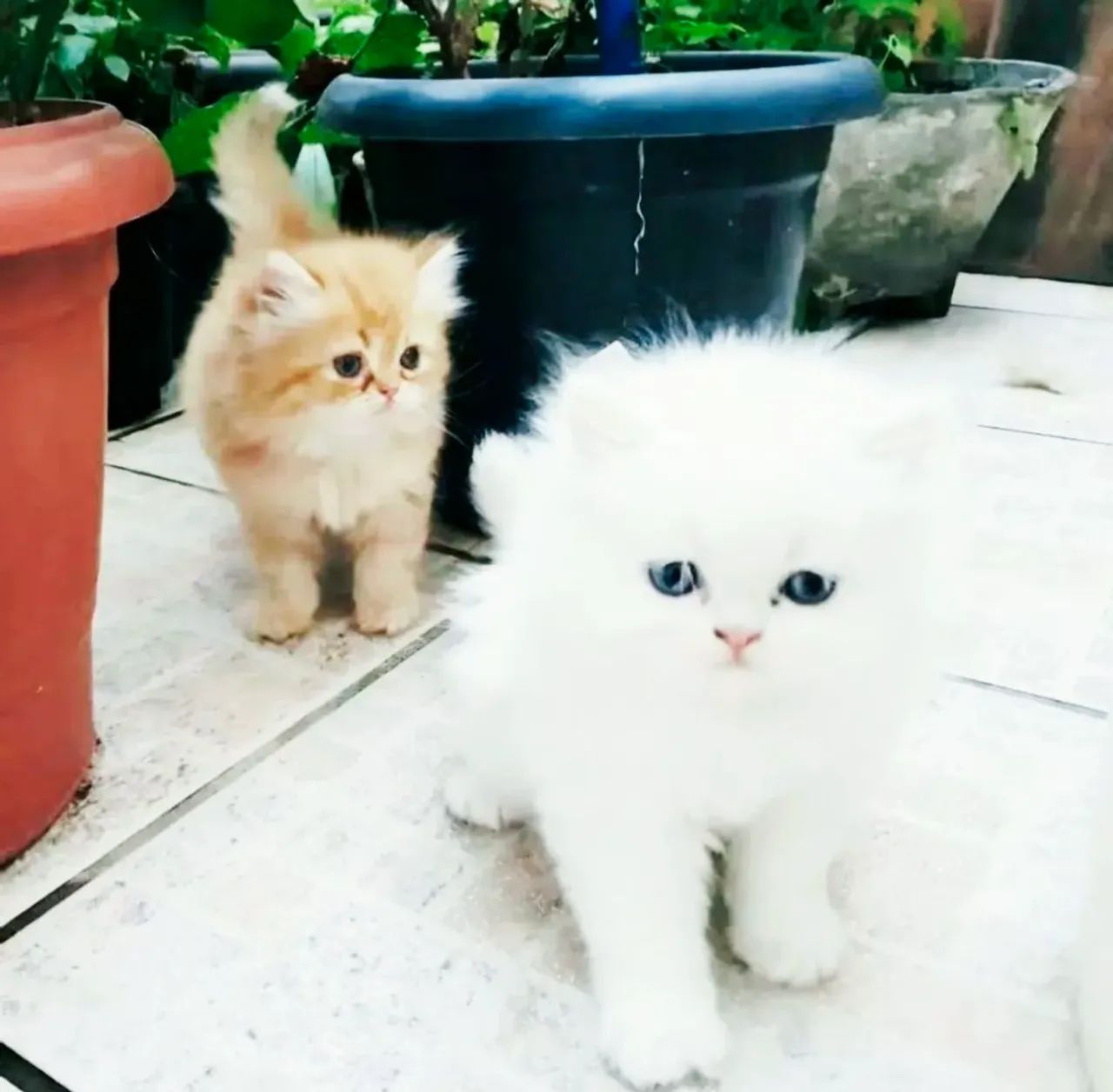 Gatos Persa Com Pedigree - Foto 3