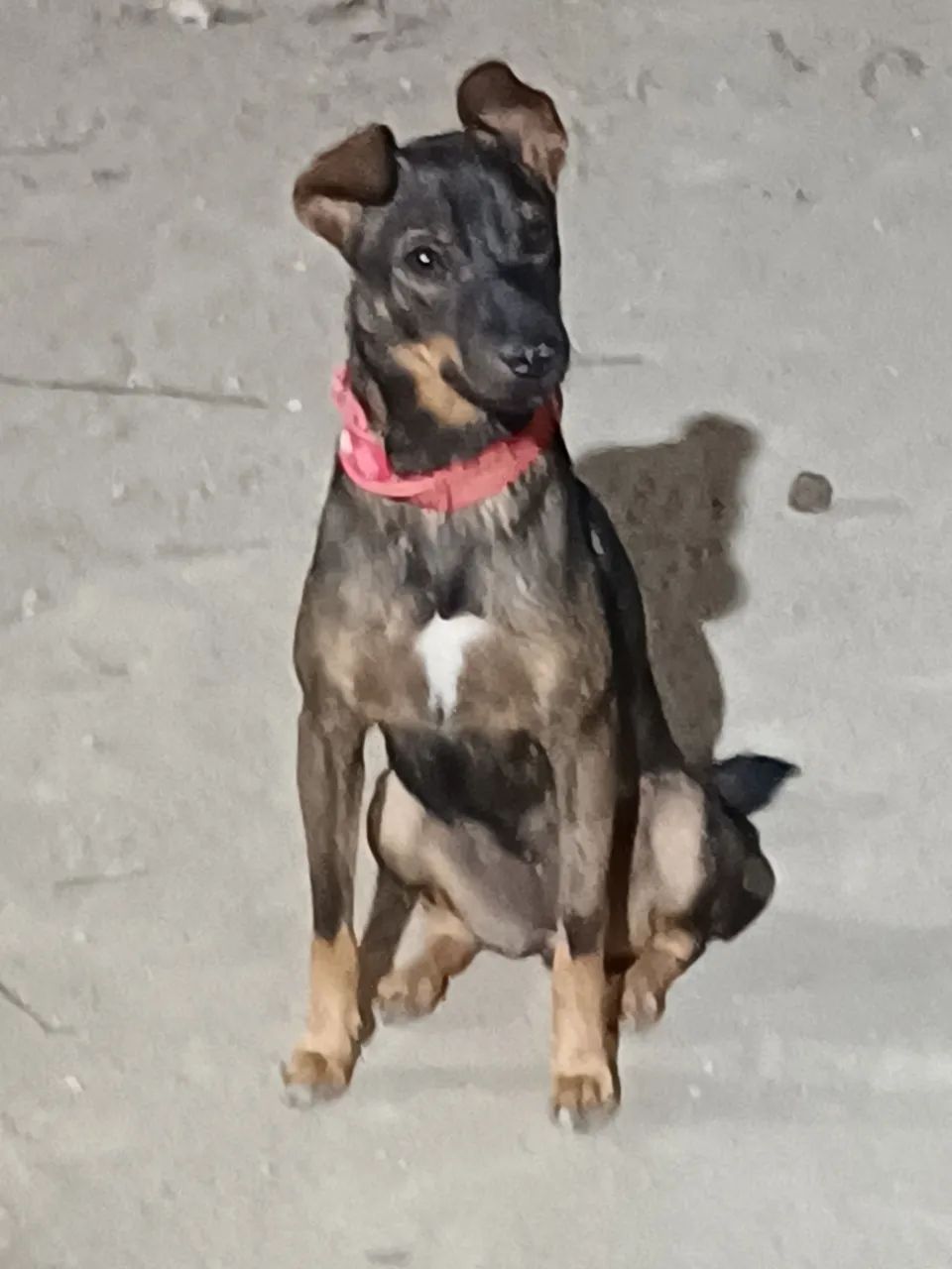 ADOÇÃO  - Foto 2