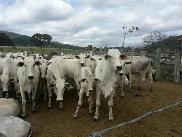 Fazenda ximarao em ALMENARA mg 125 hectares - Foto 13