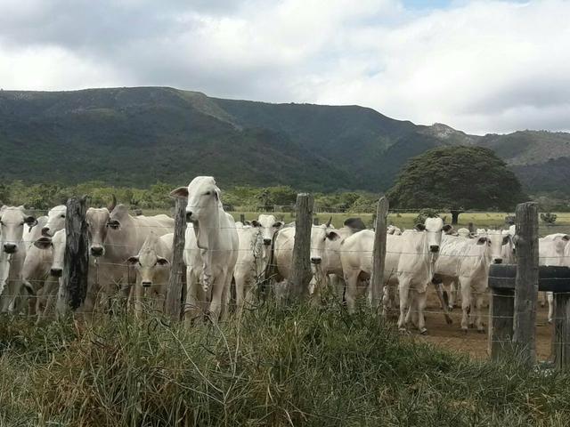 Fazenda ximarao em ALMENARA mg 125 hectares - Foto 14