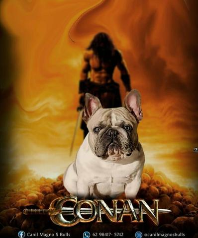 Bulldog Francês