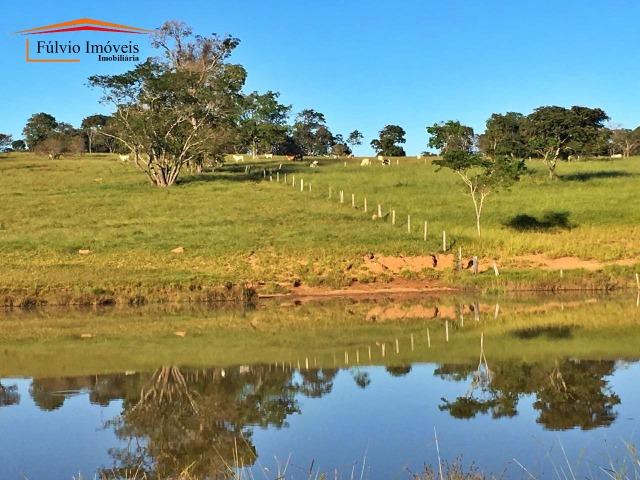 Belíssima fazenda, 110hectares, próximo de Caldas Novas, casarão rústico, rica em água - Foto 12