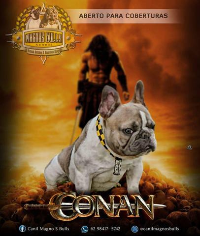 Bulldog Francês - Foto 2