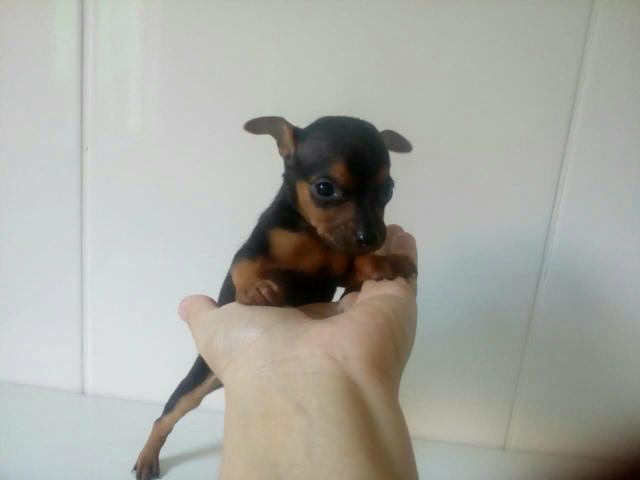 Pinscher zero ( o menor da Olx)