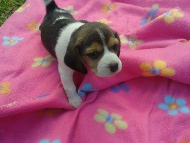 Filhotes alegres para sua casa de Beagle )(*&