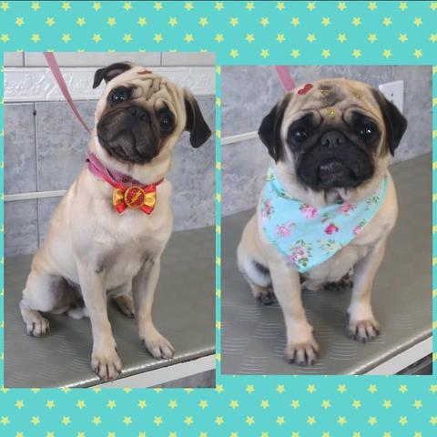 Filhotes de Pug