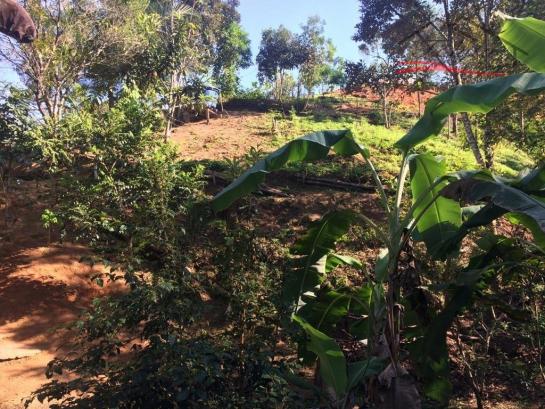 Sítio à venda em Pagará grande, Santo amaro da imperatriz cod:120 - Foto 2
