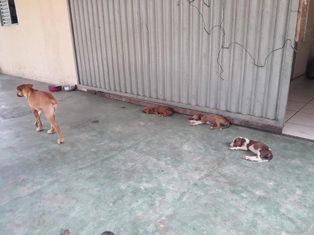 Fazenda Paraiso - Foto 2
