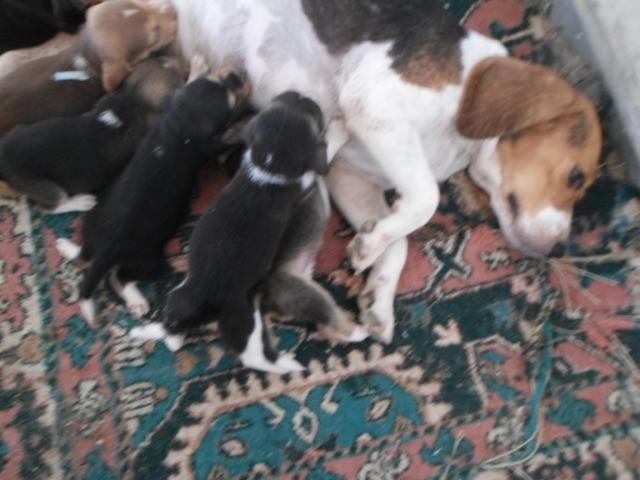 Beagle - Foto 2