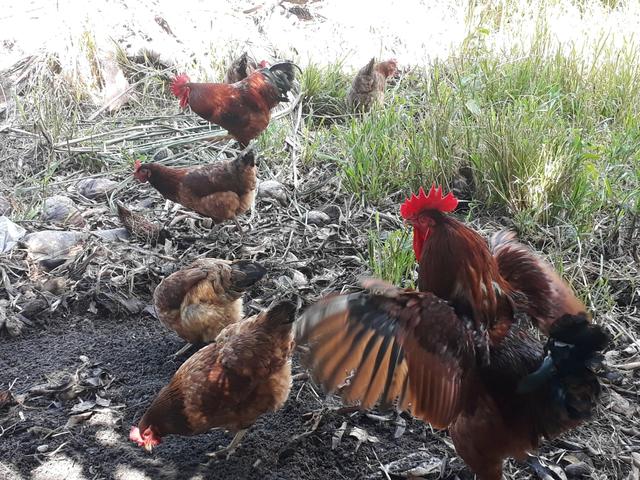 Pintinhos da poedeira embrapa 051