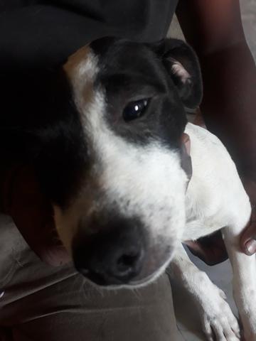 Vendo pitbull macho - Foto 2