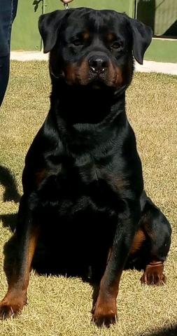 Filhotes de Rottweiler alto padrão genético com pedigree CBKC - Foto 2