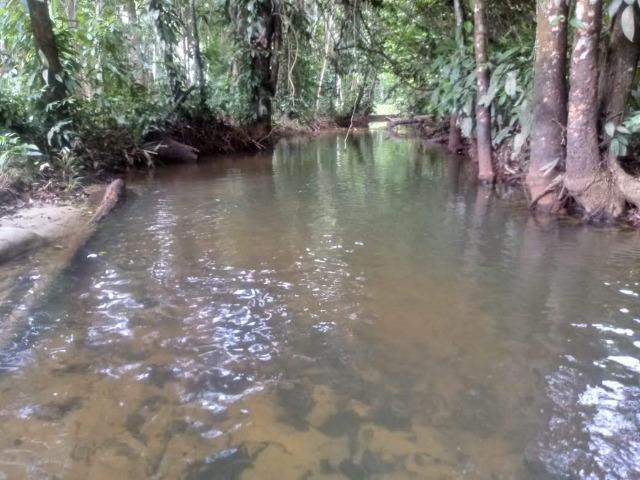 Venda do Sítio com Igarapé - Foto 8