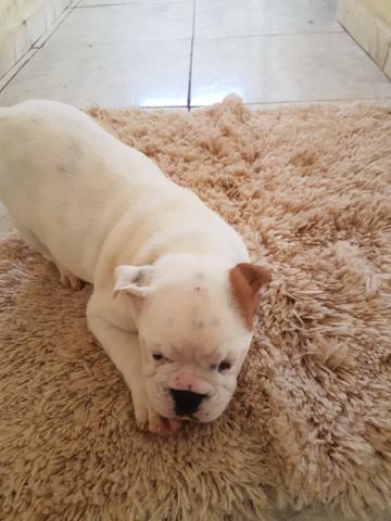 Filhotes Bulldog Inglês - Foto 3