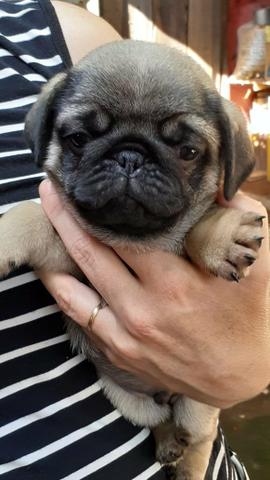 Pug Macho