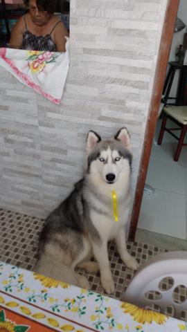 Husky siberiano procura namorada - Foto 6