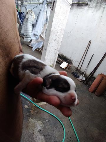 Lhasa Apso legítimos