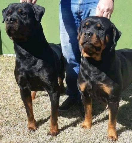Filhotes de Rottweiler alto padrão genético com pedigree CBKC - Foto 3